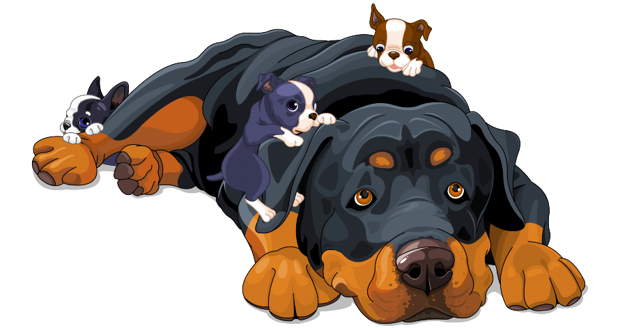 How Many Puppies do Rottweilers Have? | Dog Breeds List