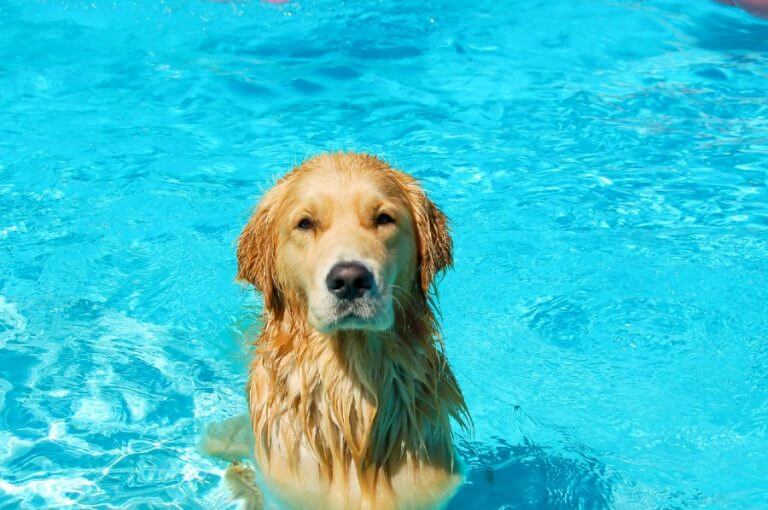 golden retriever webbed feet