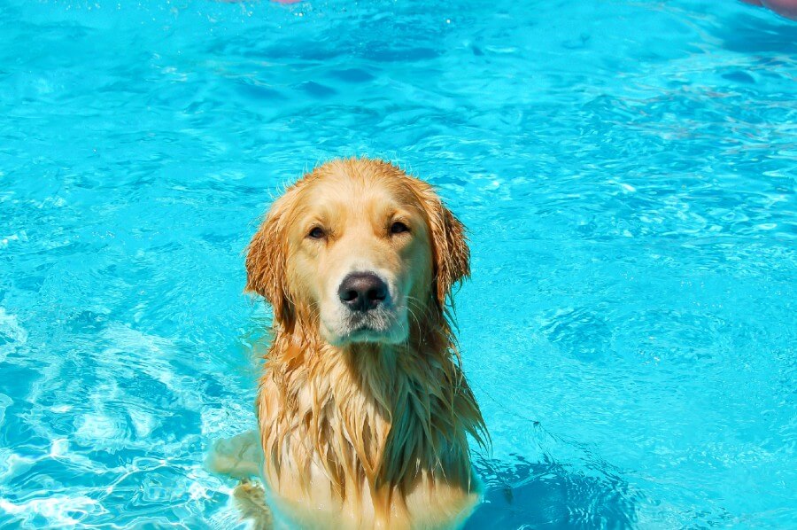 Golden Retriever best hot weather dogs