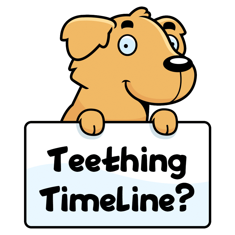 Golden Retriever teething timeline