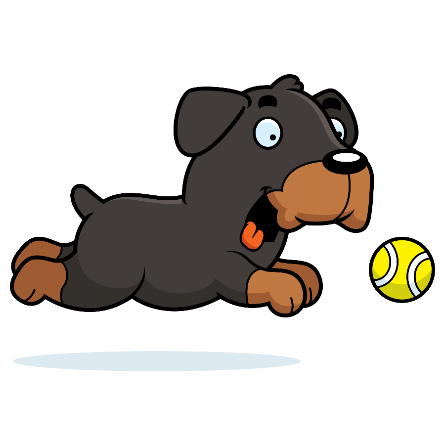 When do Rottweiler puppies calm down?