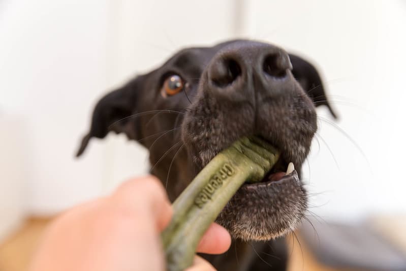 Can dogs digest Greenies?