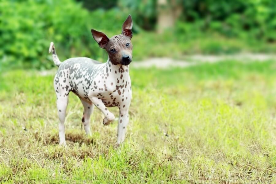 American Hairless Terrier apartment dog