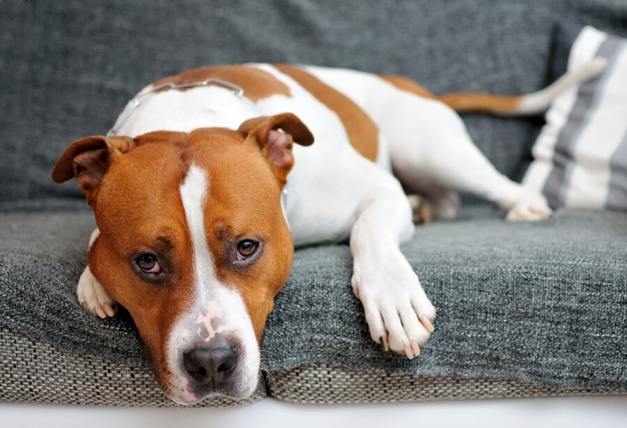 American Staffordshire Terrier apartment dog