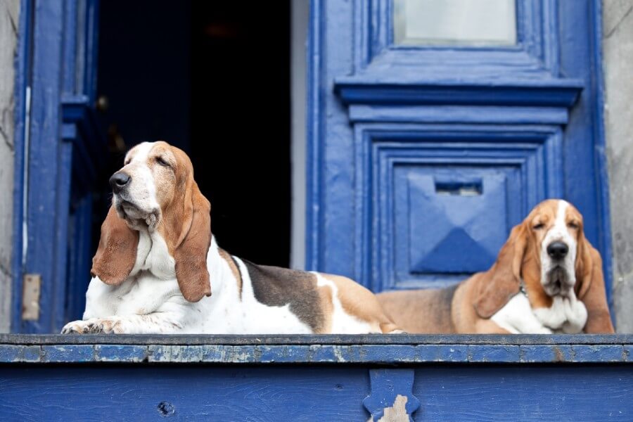 The Basset Hound crew