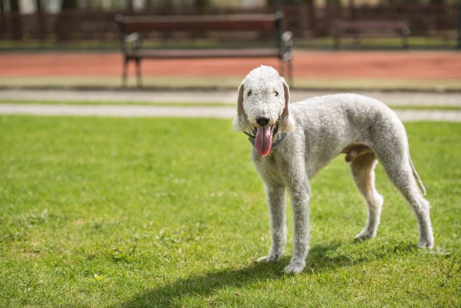 Bedlington Terrier apartment dog