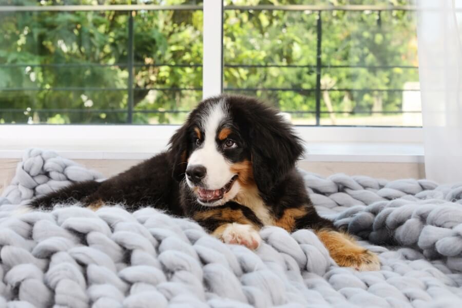 Bernese Mountain apartment dog