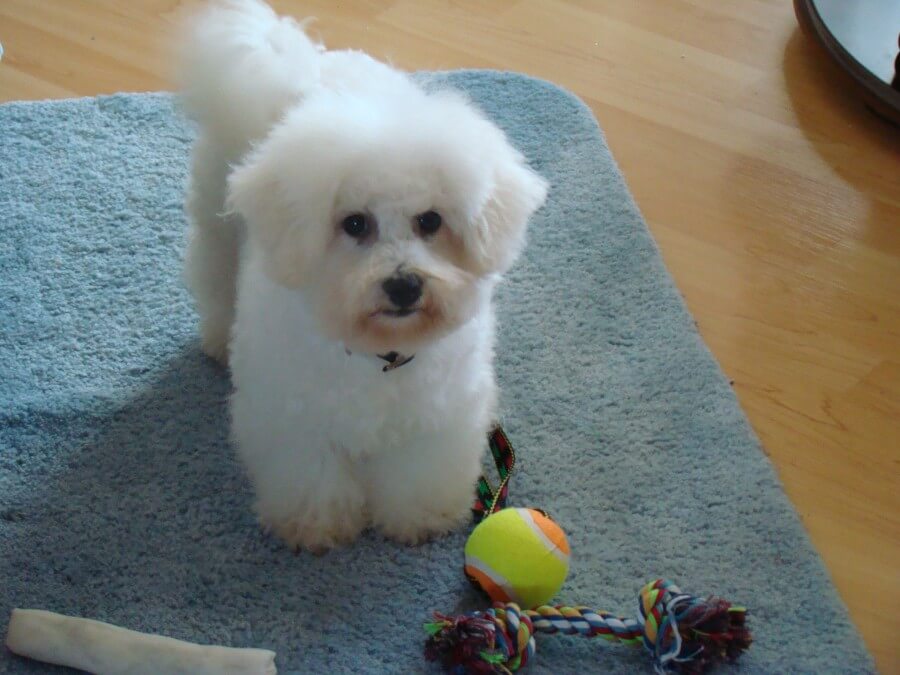 Bichon Frise