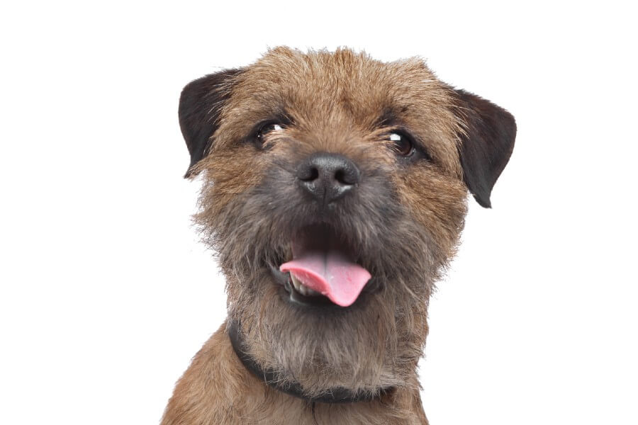 Border Terrier