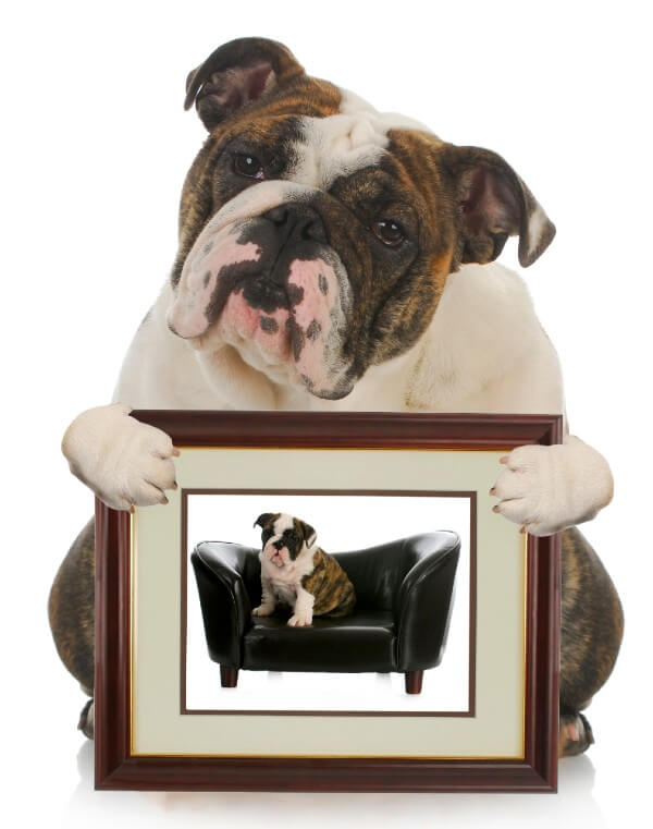 Sentimental Bulldog