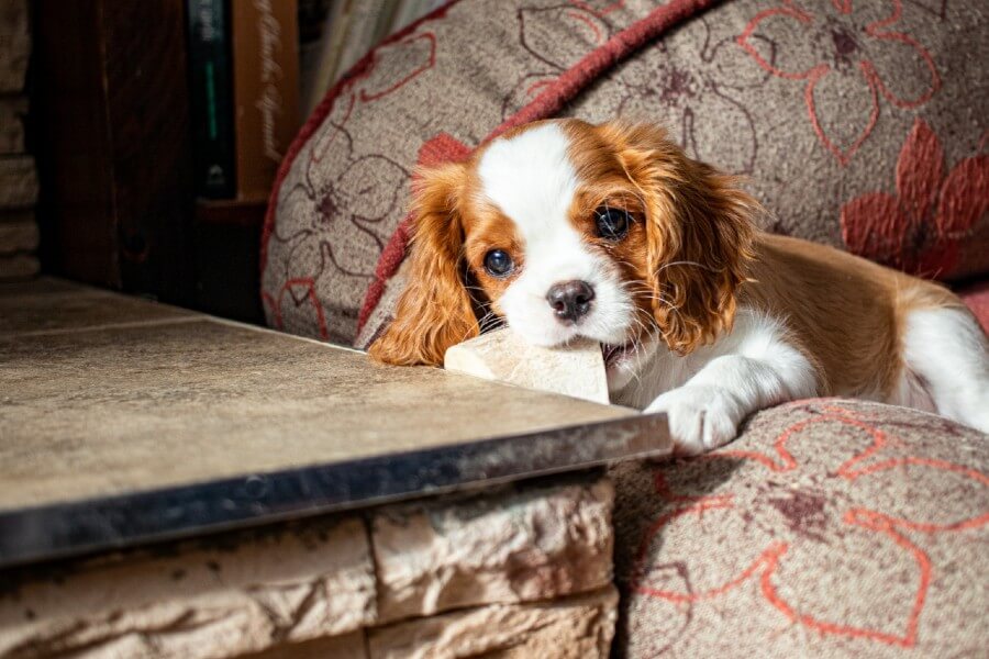 Cavalier King Charles Spaniel chillin'