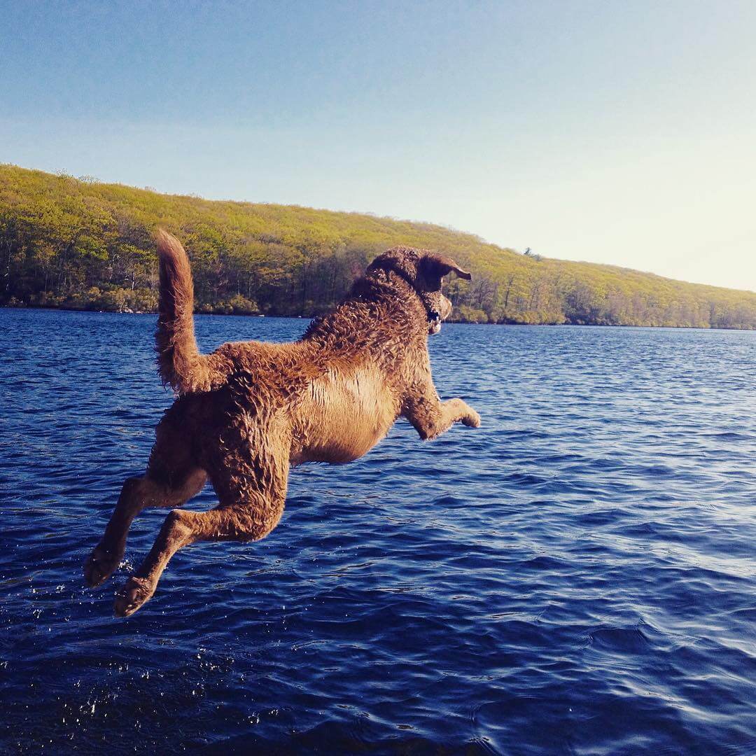 Chesapeake Bay Retriever