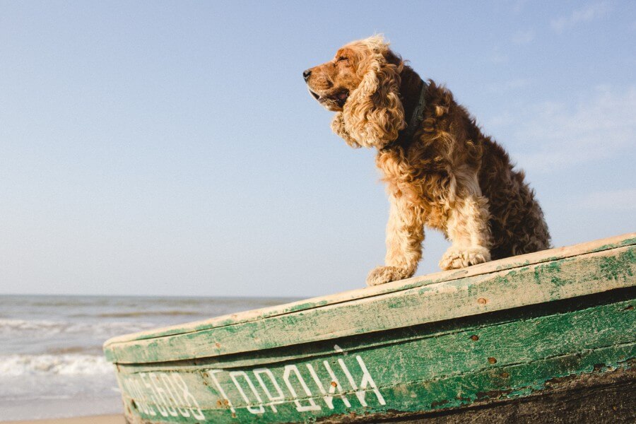 Cocker Spaniel boating dog