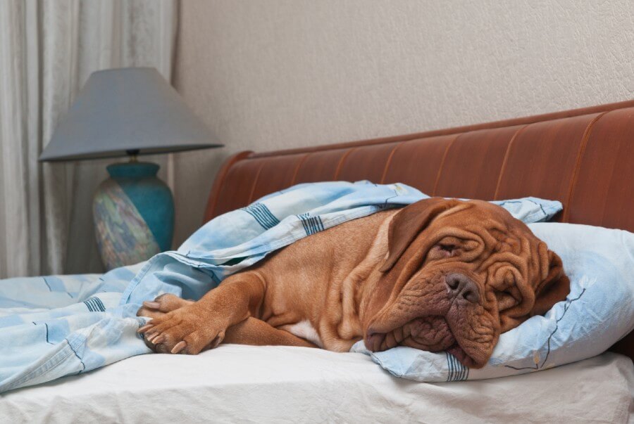 Dogue de Bordeaux apartment dog