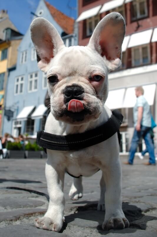 French Bulldog city living