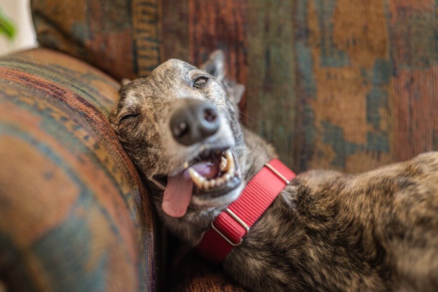 Greyhound couch potato