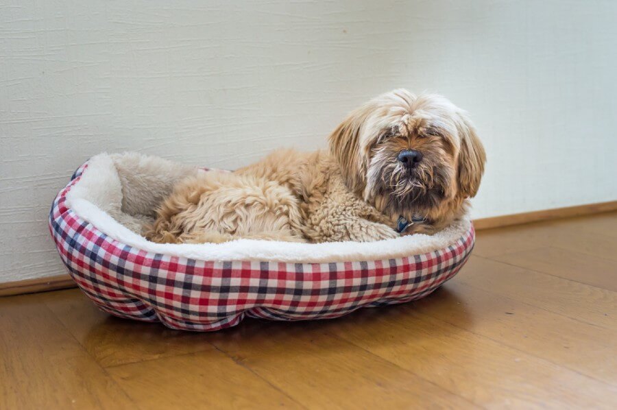 Havanese dog lounging