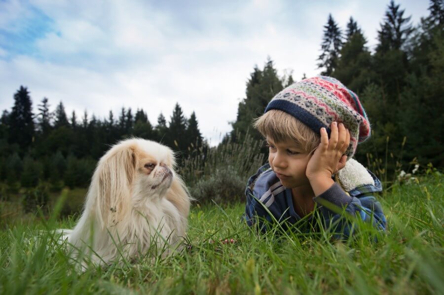 Japanese Chin and family