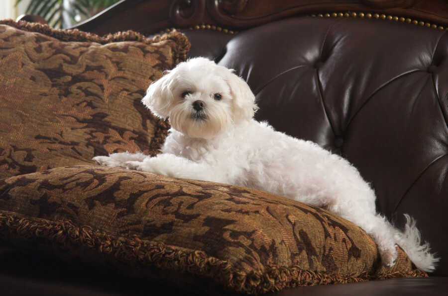 Maltese couch time