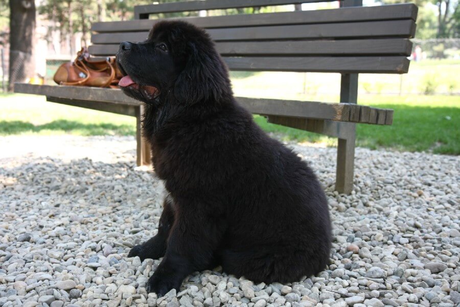 Newfoundland apartment dog