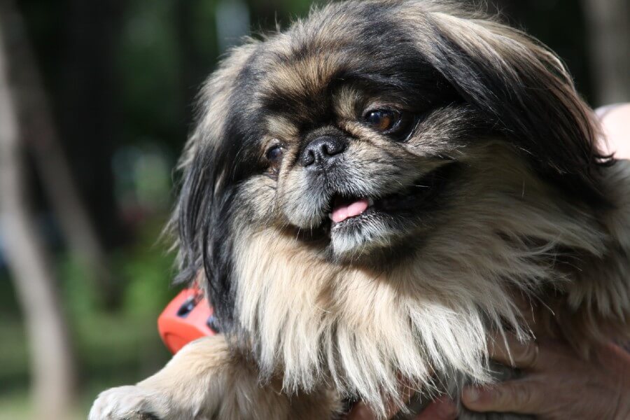 Pekingese royalty