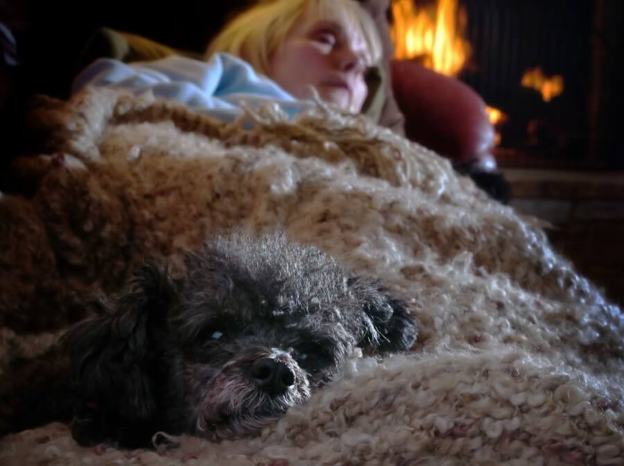 Poodle naptime