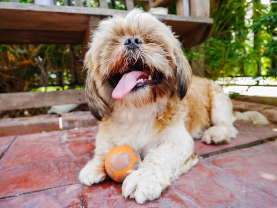 Shih Tzu playing ball