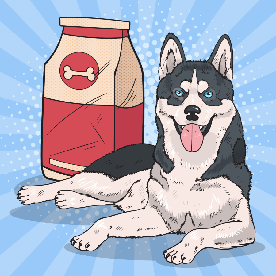 how often should you feed a siberian husky puppy