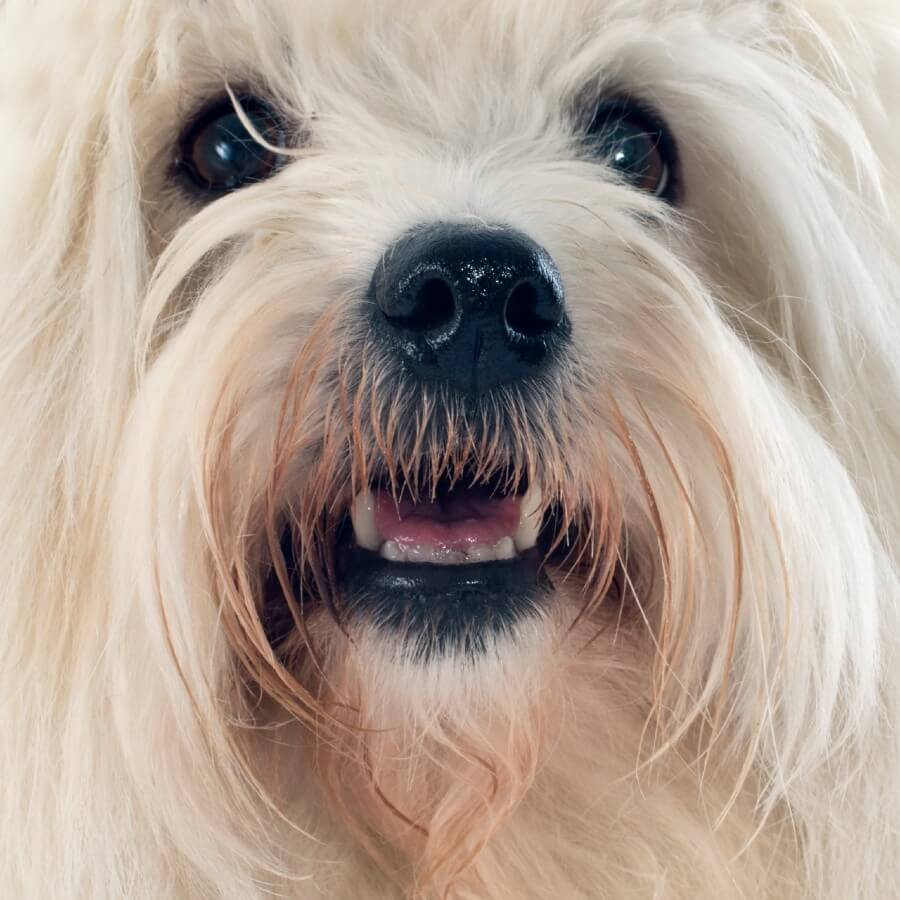 Coton de Tulear