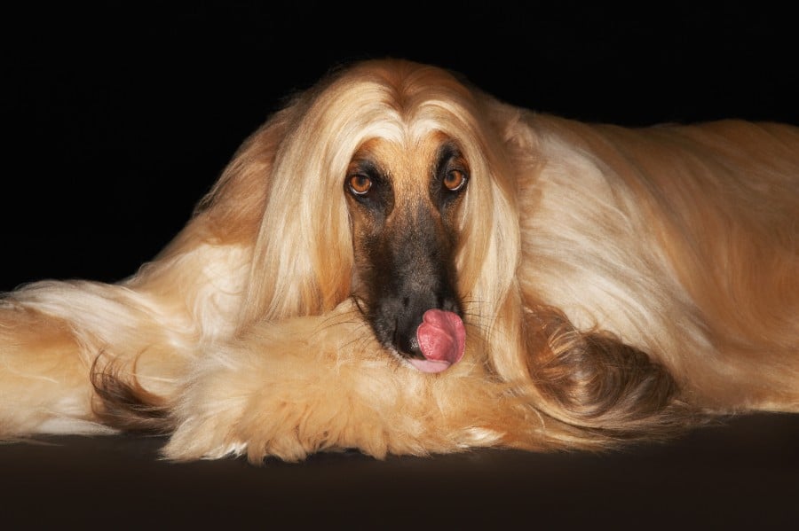 worst dog breeds for cats - this Afghan Hound is licking his chops for a cat