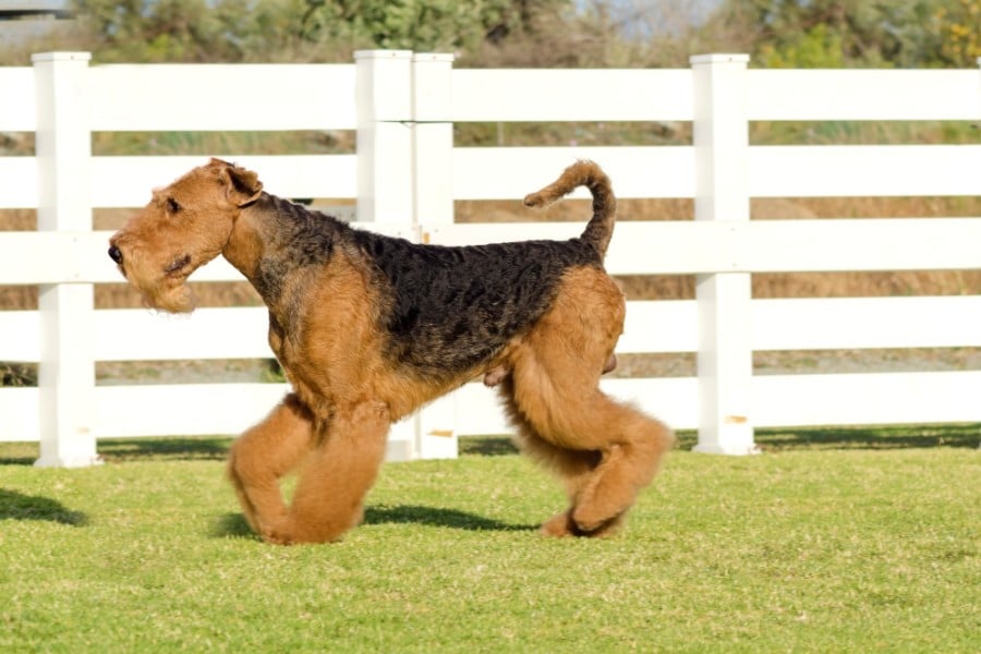 Airedale Terrier running partner