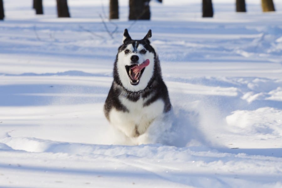 Alaskan Malamute running partner