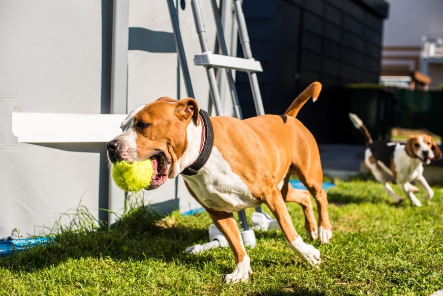 American Staffordshire Terrier running with a ball