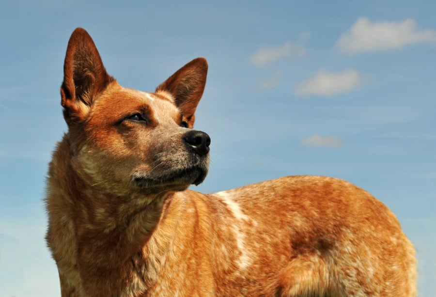 Australian Cattle Dog