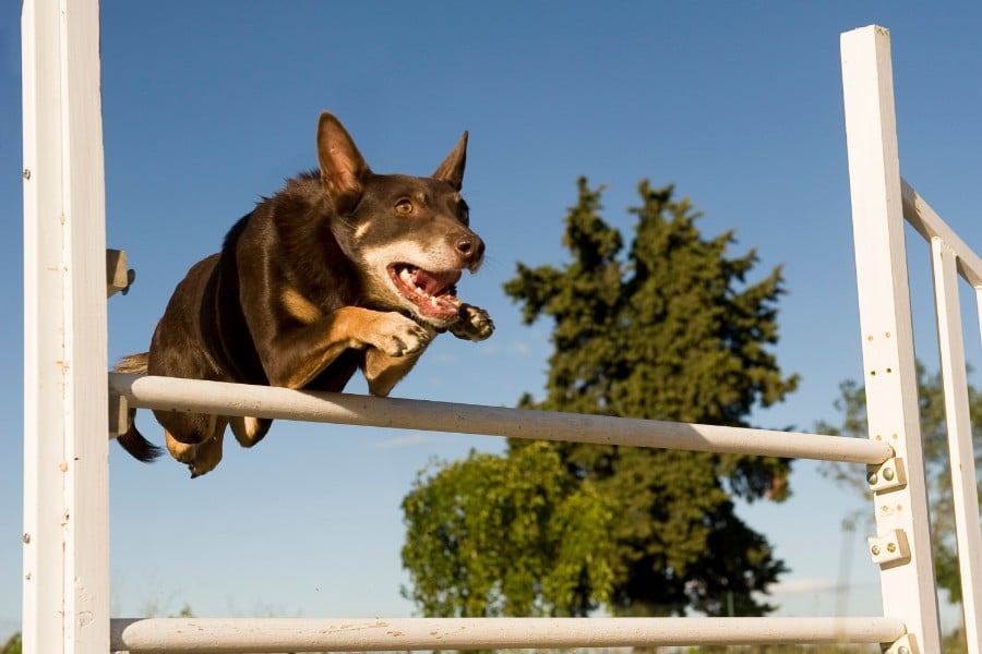 Australian Kelpie