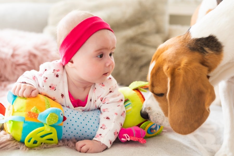 Beagle and baby