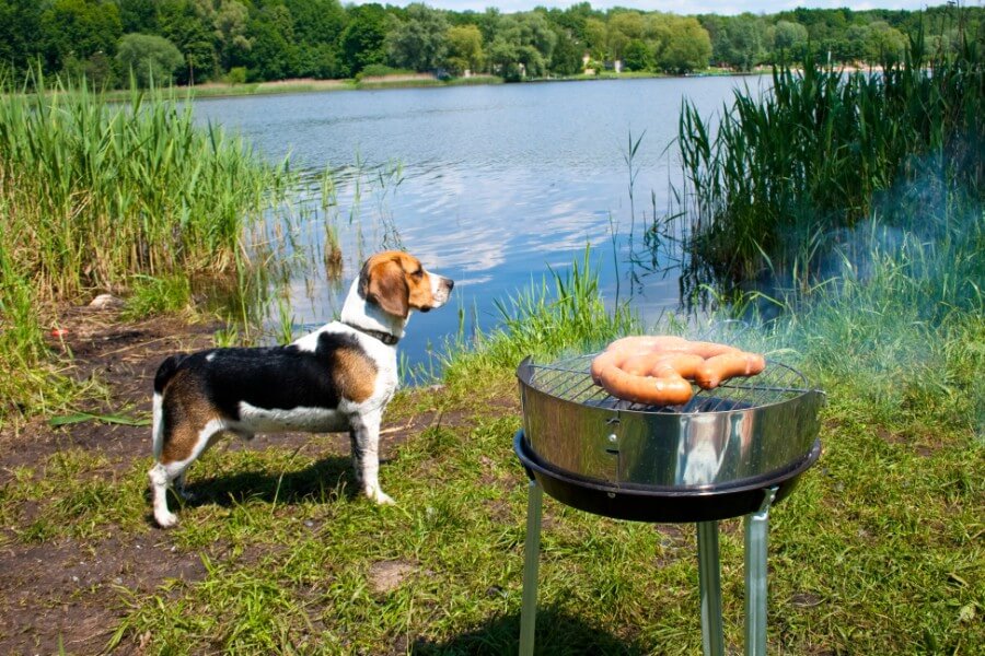 Beagle the boater