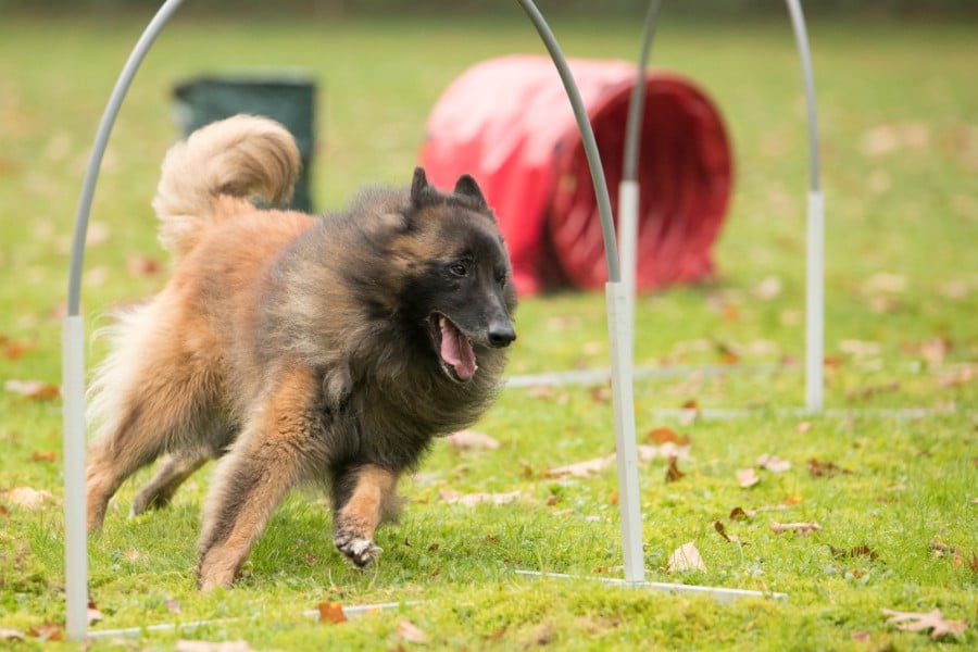 Belgian Shepherd running in competition