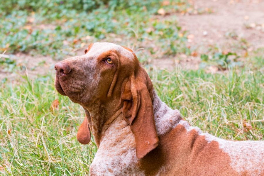 Bracco Italiano dogs are good with babies