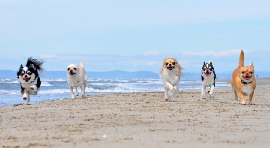 Chihuahuas on the beach