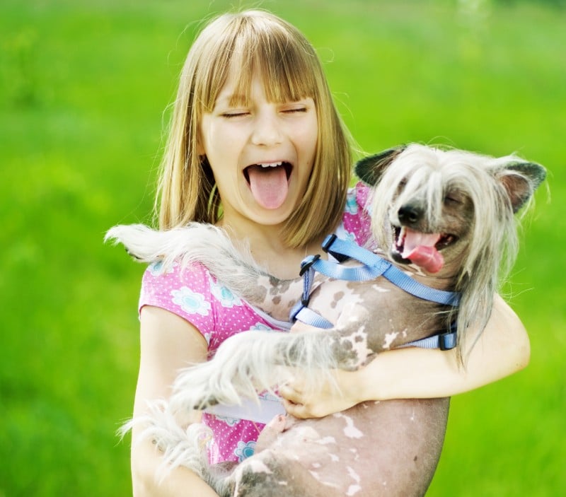  Chinese Crested is one of the best dogs for hot weather