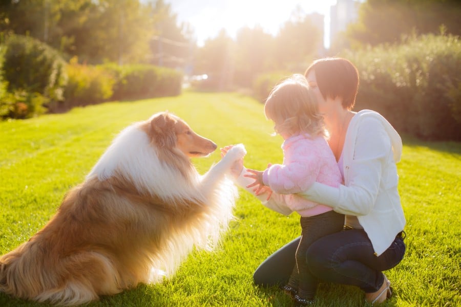 Collie high-fiving baby and mom