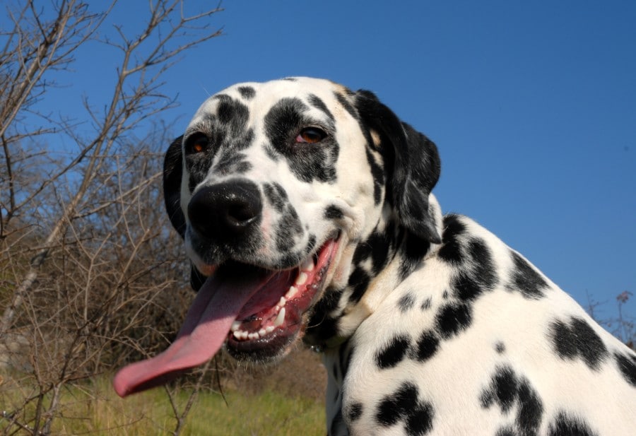 Dalmatian