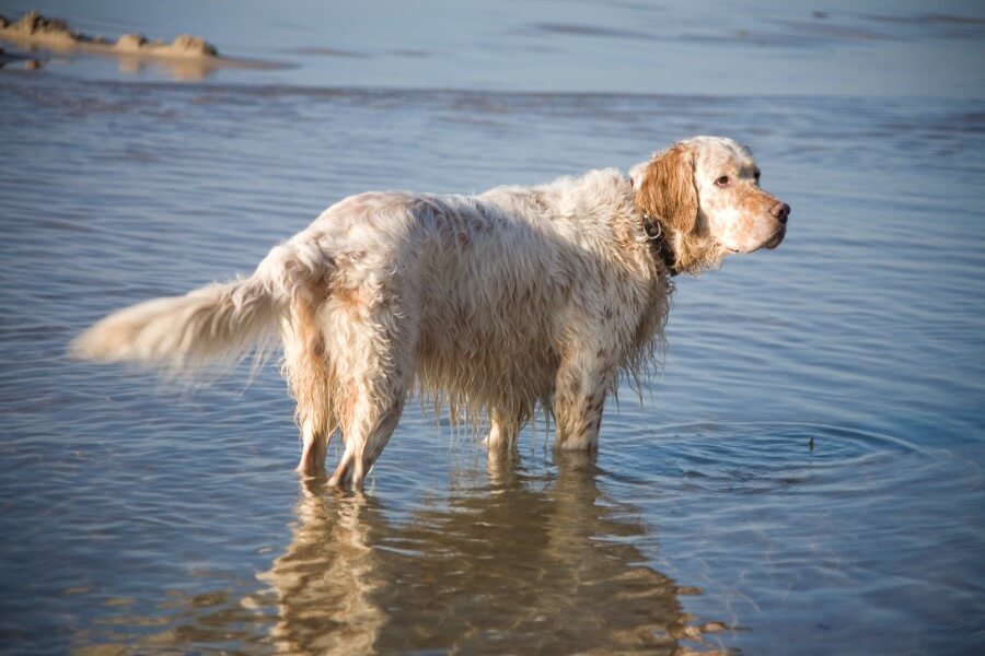 English Setter