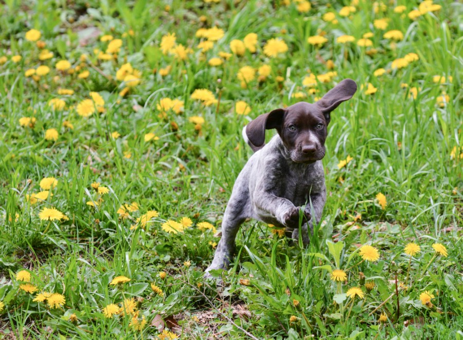 German Shorthaired Pointer running