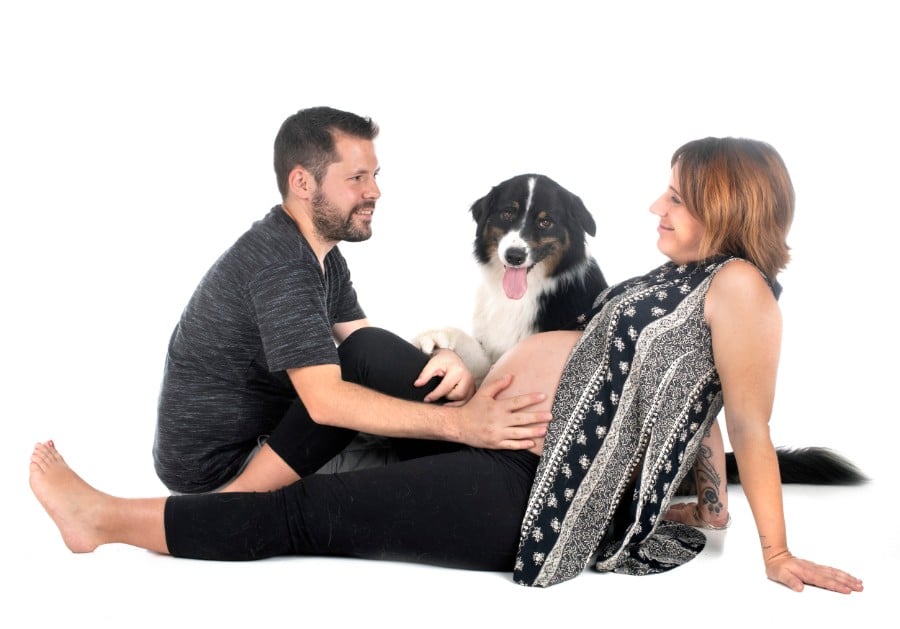 Growing family with Australian Shepherd