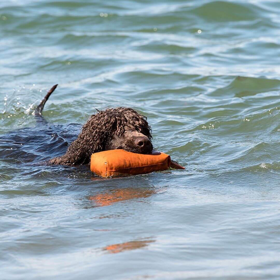 Irish Water Spaniel