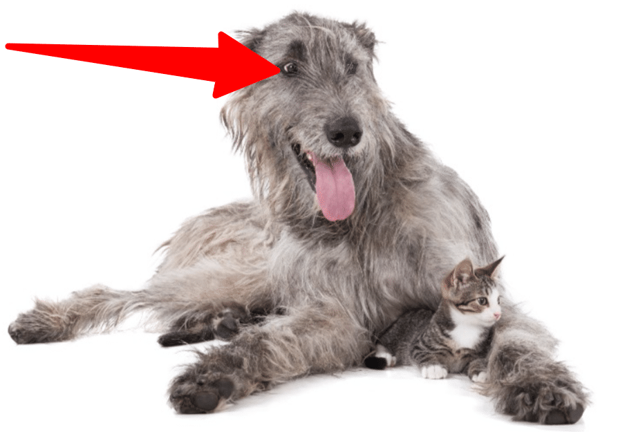 Irish Wolfhounds are one of the worst dogs for cats