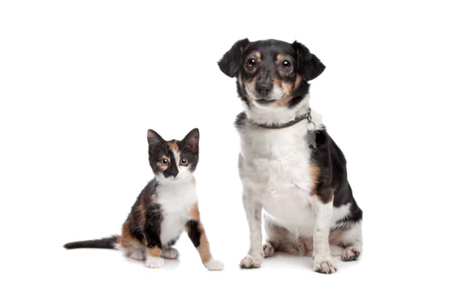 Jack Russell and cat