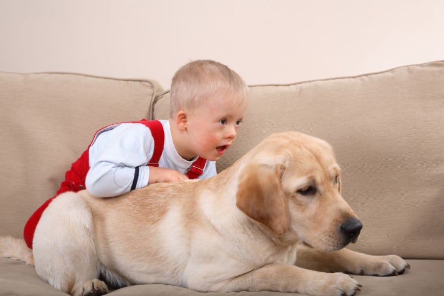 Labrador Retriever and baby